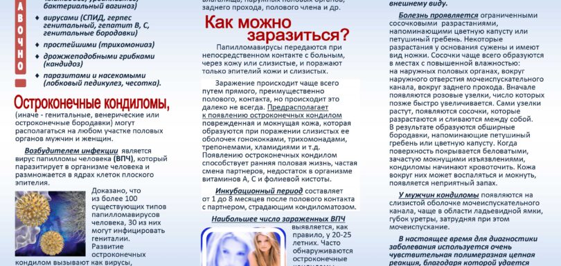 Kondil 1