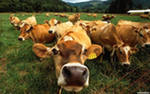 image003