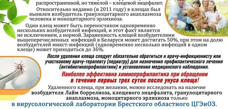печать Клещи и клещевые инфекции 2024 А4