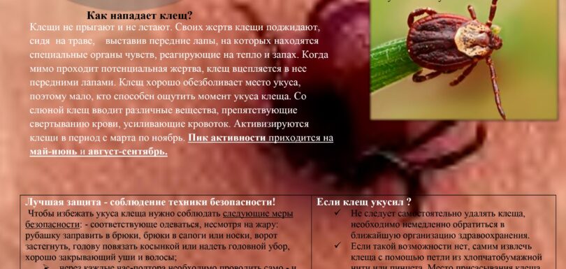 памятка клещи